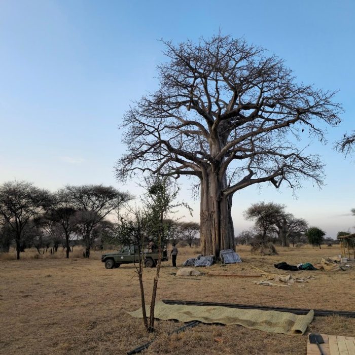 before lala tarangire2